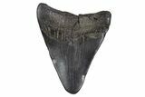 Fossil Megalodon Tooth - South Carolina #306242-1